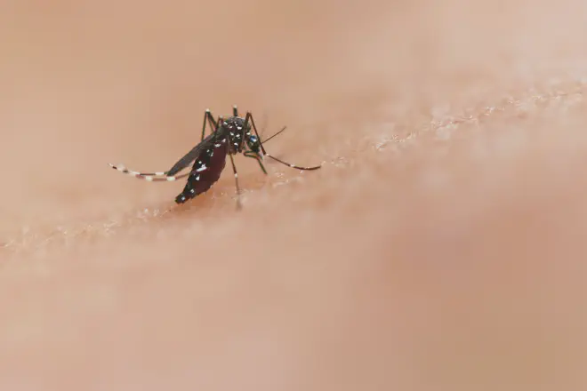 <strong>Mosquito Aedes aegypti</strong>
