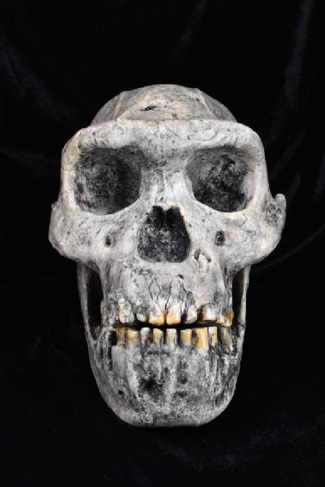 <strong>Un molde del cráneo de Homo Erectus, una de las especies de homínidos analizadas en el último estudio</strong>