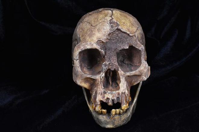 <strong>Un molde del cráneo de Homo Floresiensis, una de las especies de homínidos analizadas en el estudio de van Holstein et al..</strong>
