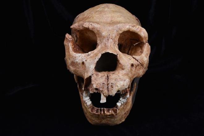 Un molde del cráneo de Homo Heidelbergensis, una de las especies de homínidos analizadas en el estudio de van Holstein et al.