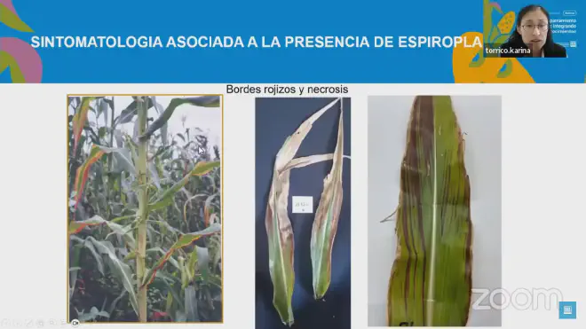 Brotes rojizos y necrosis asociados al achaparramiento del maíz, o stunting corn