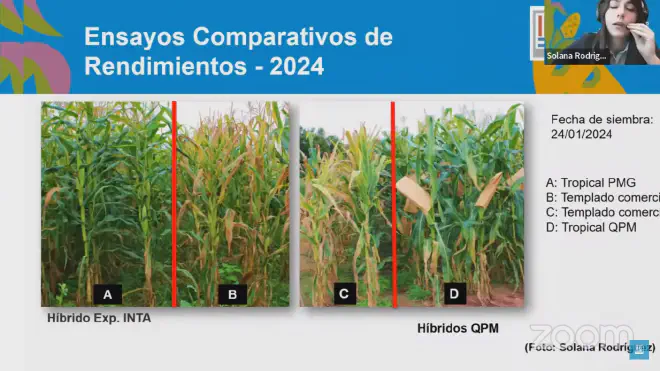 Ensayos de rendimiento de maíz sembrado el 24 de enero de 2024