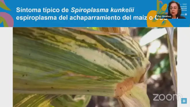 Efectos de Spiroplasma kunkelii o espiroplasma del achaparramiento del maíz