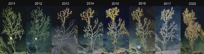 El decaimiento de los corales de aguas profundas en el Golfo de México