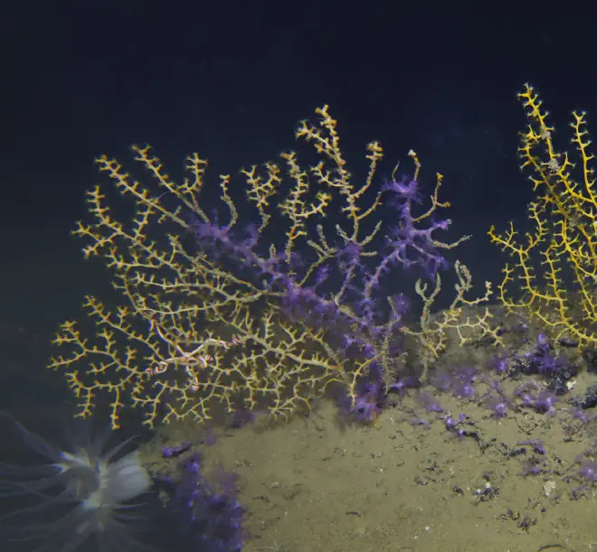 Coral Paramuricea enfermo colonizado por Trachythela purpurados