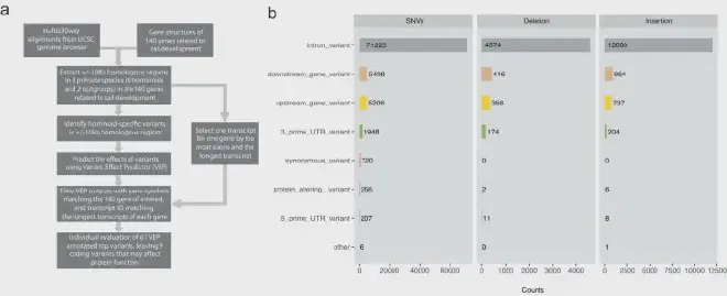 <strong>Análisis genómicos comparativos de variantes específicas de hominoides en los genes relacionados con el desarrollo de la cola.</strong>