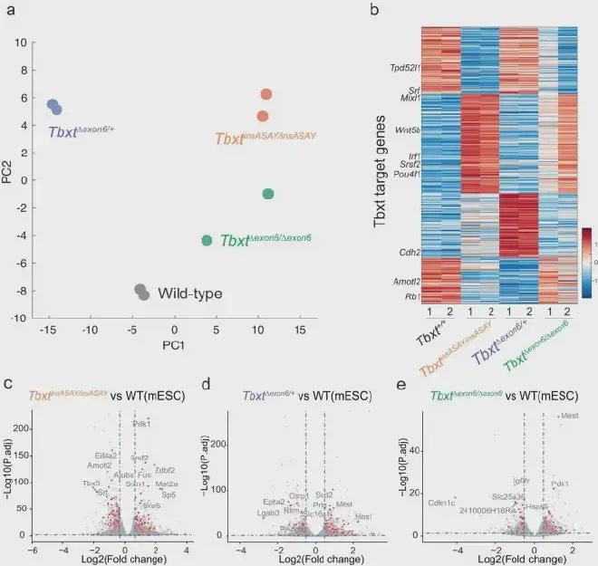 <strong>Análisis de secuencia de ARN de genes diana de Tbxt en líneas mESC diferenciadas entre genotipos.</strong>